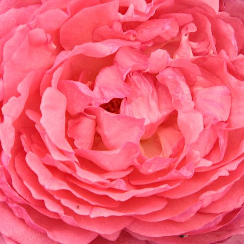 Viveros y Jardinería online - Rosa - Rosas híbridas de té - rosa de fragancia discreta - Rosal Crocus Rose - Marie-Louise (Louisette) Meilland - La mayoría de las rosas de flores grandes son sensibles al mildu, en cambio el Pink Panther no la es. Las hoja